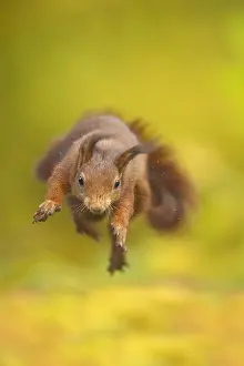 Crazy: Red Squirrel (Sciurus vulgaris) crazy jump, The