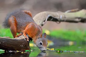 Omnivorous: Red Squirrel (Sciurus vulgaris) drinking from a
