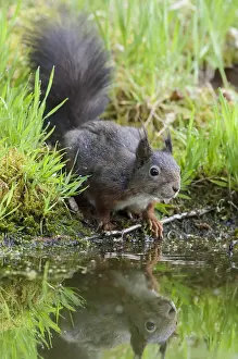 Morph: Red Squirrel (Sciurus vulgaris) drinking at a pond