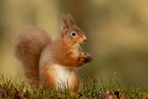 Hazel: Red Squirrel (sciurus vulgaris) eating Hazel Nu