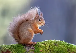 Nourishing: Red squirrel (Sciurus vulgaris) eating a hazelnut