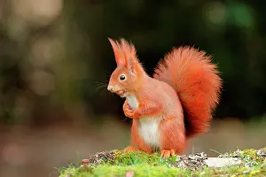 Corylus: Red squirrel (Sciurus vulgaris) eating a nut on