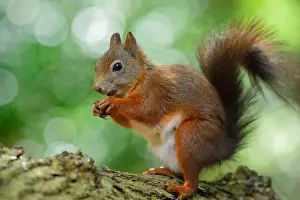 Bokeh: Red Squirrel (Sciurus vulgaris) eating on a tre