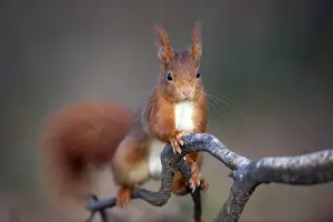 Niederrhein: Red squirrel (Sciurus vulgaris), February, Lower