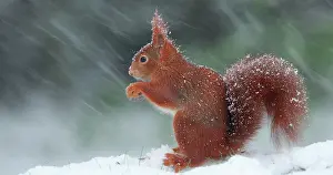 Snowflakes: Red squirrel (Sciurus vulgaris) feeding under a