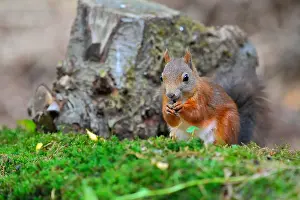Omnivorous: Red Squirrel (Sciurus vulgaris) on the forest f