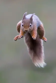 Dynamics: Red squirrel (Sciurus vulgaris) jumping, Scotland