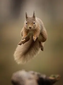 Dynamics: A Red Squirrel (Sciurus vulgaris) jumps the gap