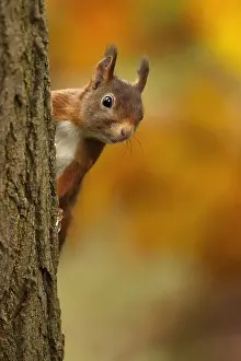 Red Squirrel (Sciurus vulgaris) looking from be