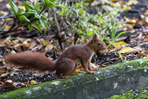 Meurthe: Red squirrel (Sciurus vulgaris), with a nut in his