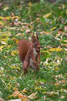 Meurthe: Red squirrel (Sciurus vulgaris), with a nut in autumn