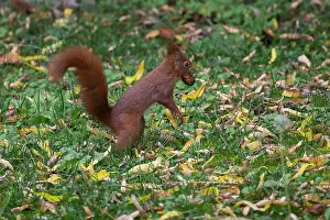 Meurthe: Red squirrel (Sciurus vulgaris), with a nut in autumn