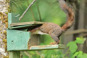 Hunger: Red Squirrel (Sciurus vulgaris) At nut feeder, French