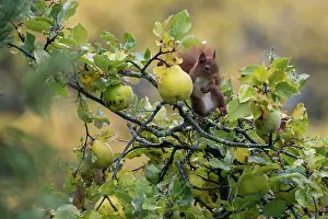 Cydonia: Red squirrel (Sciurus vulgaris), In a Quince tree