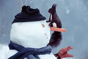 Scarf: Red Squirrel (Sciurus vulgaris) sitting on a snowman