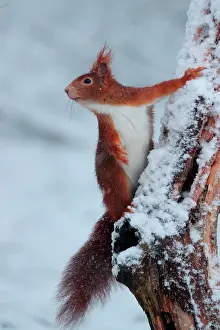 Shower: Red squirrel (Sciurus vulgaris) under a snow shower