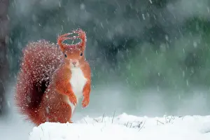 Shower: Red squirrel (Sciurus vulgaris) under a snow shower