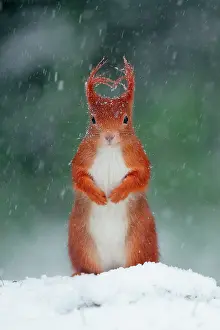 Shower: Red squirrel (Sciurus vulgaris) under a snow shower