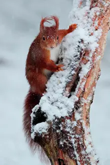 Shower: Red squirrel (Sciurus vulgaris) under a snow shower