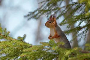 Hamra: Red squirrel (Sciurus vulgaris) in a spruce tree (Picea sp