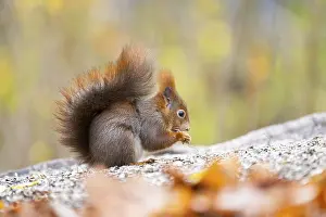 Section: Red squirrel (Sciurus vulgaris) standing on the ground