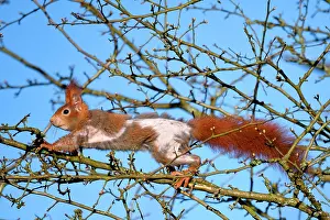 Absurd: Red squirrel (Sciurus vulgaris) suffering from alopecia