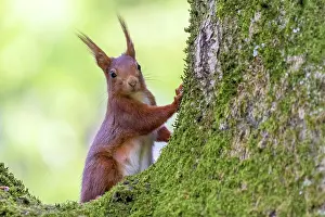 Overgrown: Red squirrel (Sciurus vulgaris) on a tree covered
