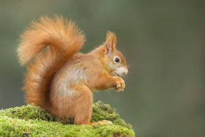 Veluwe: Red Squirrel (Sciurus vulgarism) sitting on mos
