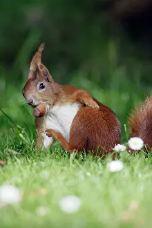 Hazelnuts: Red Squirrel - Scratching itself, collecting nuts in garden