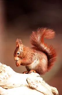 Geoff Trinder: RED SQUIRREL - side-view eating
