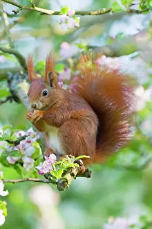 Apple: Red Squirrel - sitting in apple tree amongst blossom