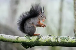 Hazelnuts: Red Squirrel - sitting on branch with hazel nut