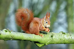 Hazelnuts: Red Squirrel - sitting on branch with hazel nut