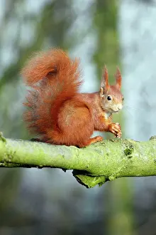Hazelnuts: Red Squirrel - sitting on branch with hazel nut