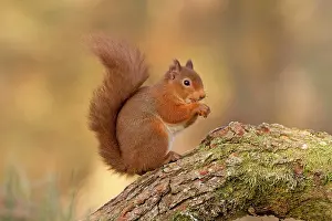 Vince Burton: Red Squirrel - sitting on a log