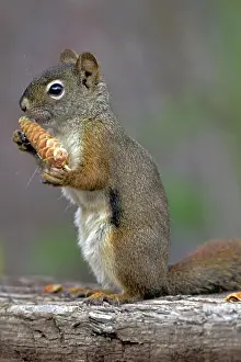 260419: Red Squirrel sitting on old log feeding on spruce