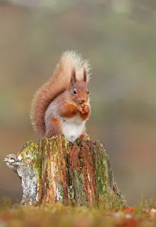 Guy Rogers: Red Squirrel - sitting on an old stump and eating