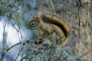Tamiasciurus: Red Squirrel sitting on tree branch