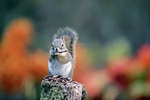 Tamiasciurus: Red Squirrel sitting on tree trunk, eating seeds