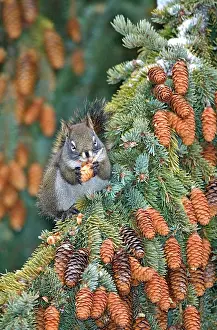 Tamiasciurus: Red Squirrel in spruce tree, feeding on seeds