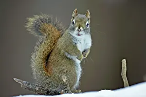 Tamiasciurus: Red Squirrel standing on snow