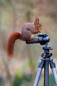 Tripod: Red Squirrel - standing on a tripod feeding
