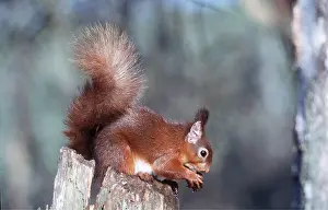 Nuts: RED SQUIRREL - on stump with nut