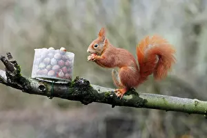 Hazelnuts: Red Squirrel - taking hazel nut from feeding station