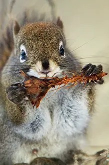 Features: Red squirrel, Tamiasciurus hudsonicus, Maligne Canyon