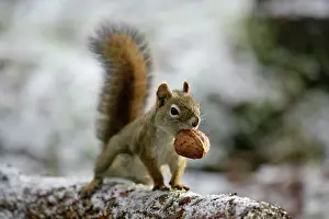 Walnuts: Red Squirrel on tree branch, carrying walnut in mouth
