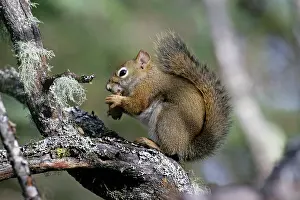 Tamiasciurus: Red Squirrel on tree branch feeding on spruce cone