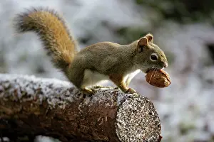 Walnuts: Red Squirrel on tree branch, holding walnut in mouth