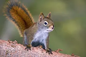 Tamiasciurus: Red Squirrel on tree branch, watching