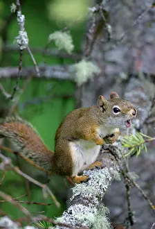 Communicatioin: Red Squirrel in tree, calling